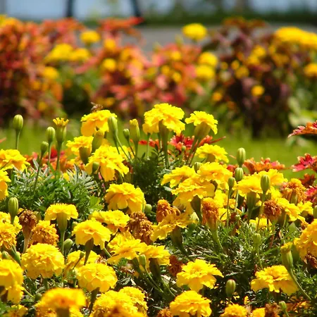 Crown Club Διαμέρισμα