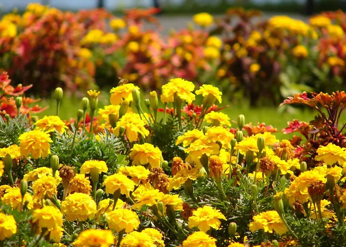 Crown Club Lägenhet